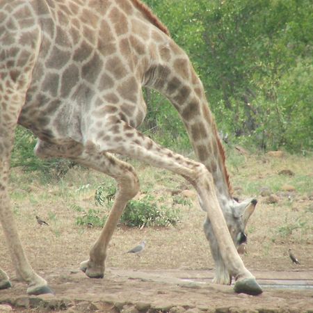 Old Vic Travellers Inn Nelspruit ネルスプロイト エクステリア 写真